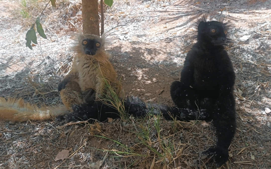 Eulemur macaco